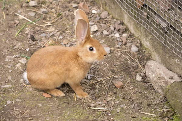 Young tawny rabbit, Germany — Stock Photo, Image