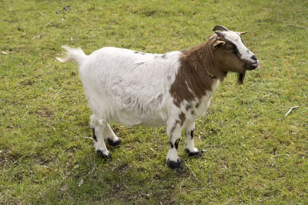 Petite chèvre sur herbe, Allemagne — Photo