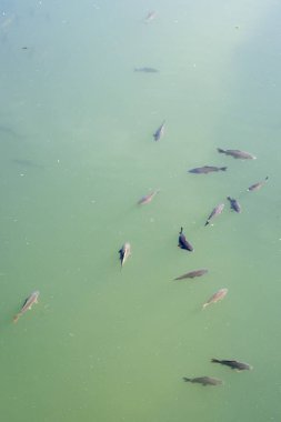 Serio nehir suyunda yüzen büyük sazan, Crema, İtalya