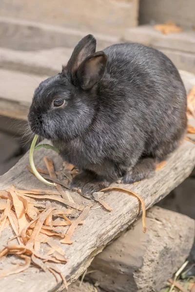 Black bunny rabbit at urban farm, Germany — Stock Photo, Image