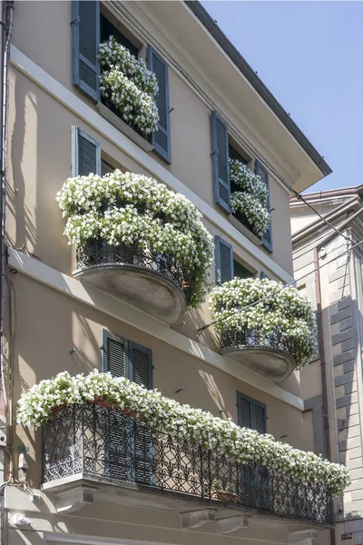 Белые цветы, цветущие на балконах, Крема, Италия — стоковое фото