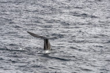 Andenes, Norveç 'te sperm balinası dalışı