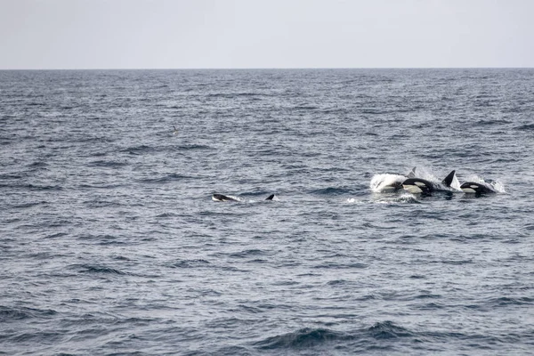Зграя китів - вбивць з "являється в Анденесі (Норвегія). — стокове фото