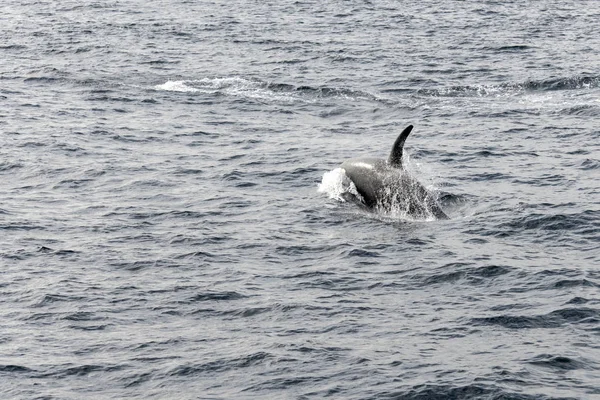 Back and fin of killer whale surfacing at Andenes, Norway — Stok fotoğraf