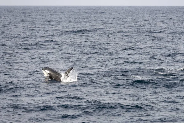 Killer whale surfacing at Andenes, Norway — Stock Photo, Image