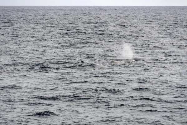 Patak lehelete sperma bálna felszínre Andenes, Norvégia — Stock Fotó