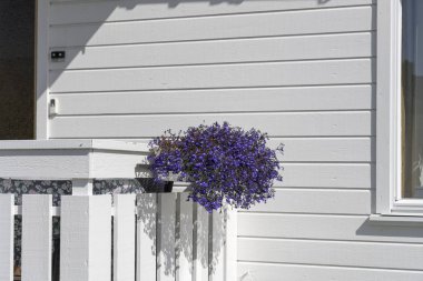 Beyaz tırabzanda menekşe çiçekleri Kabelvag, Norveç