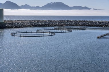Norveç, Melbu Limanı 'ndaki balık çiftliği