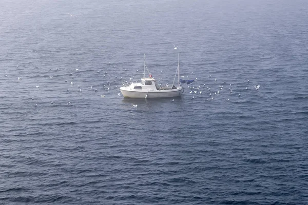 Kudde meeuwen omringen kleine visbootje in Hadselfjord water, Noorwegen — Stockfoto