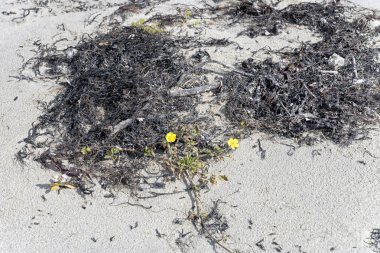 Beyaz kumlu sahilde yaygın bir düğün çiçeği bitkisi, Bleik, Norveç