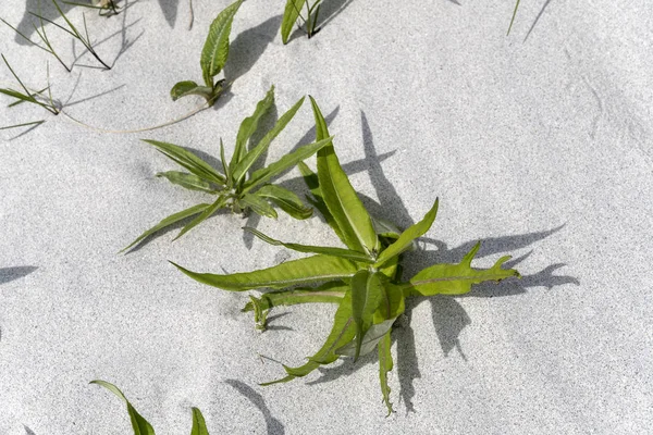 Hojas verdes sobre dunas de arena blanca, Bleik, Noruega — Foto de Stock