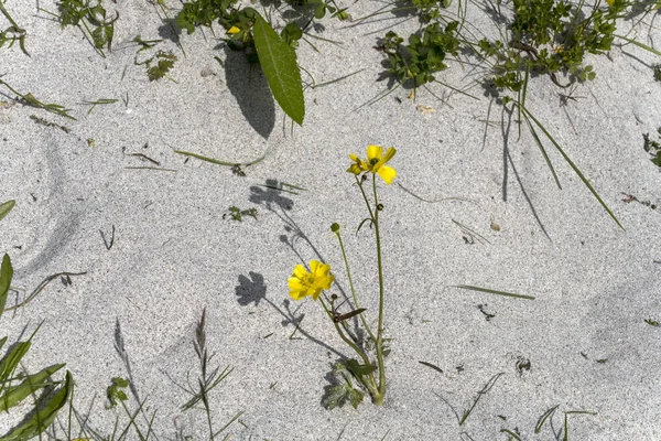 Common buttercup plant on white sand , Bleik , Norway — Stock Photo, Image