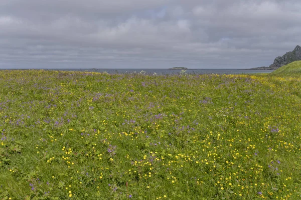 Miríada de flores comunes de buttercup y violeta en prados geen en la orilla, Bleik, Noruega — Foto de Stock