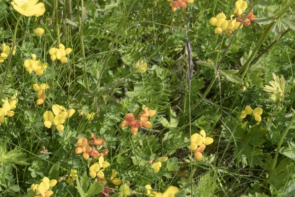 Close up of little yellow and orange wildflowers in geen meadows on shore, Bleik , Norway — Stock Photo, Image