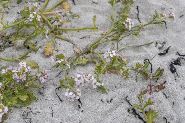 Norveç, Skarsein yakınlarında, beyaz kumdaki kır çiçekleri.