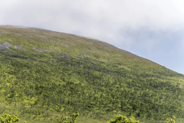 Björkträ och karg sluttning, nära Stave, Norge — Stockfoto