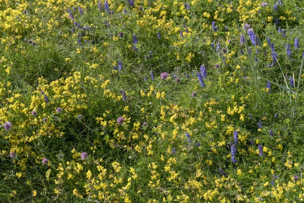 Texture of wildflowers in field at Artic village,  Nordmela, Norway — Stock Photo, Image