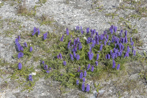 Violet flowers sprout out of concrete pavement at Nordmela, Norway — Stock Photo, Image