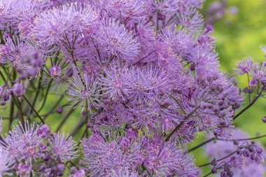 menekşe çiçeği dokusu, Norveç