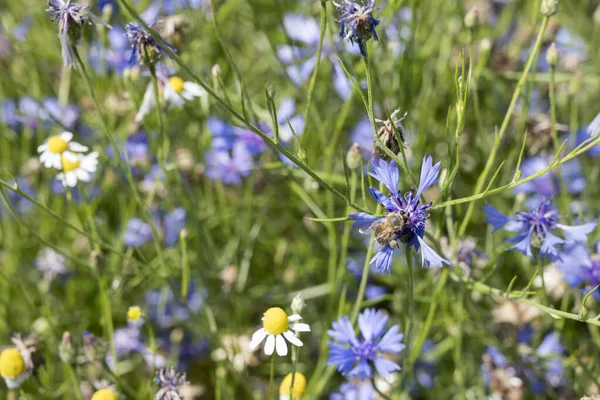 都市部の公園で草の畑に咲く青い花に蜂のクローズアップイタリアのロンバルディア州ミラノで明るい陽射しで撮影 — ストック写真