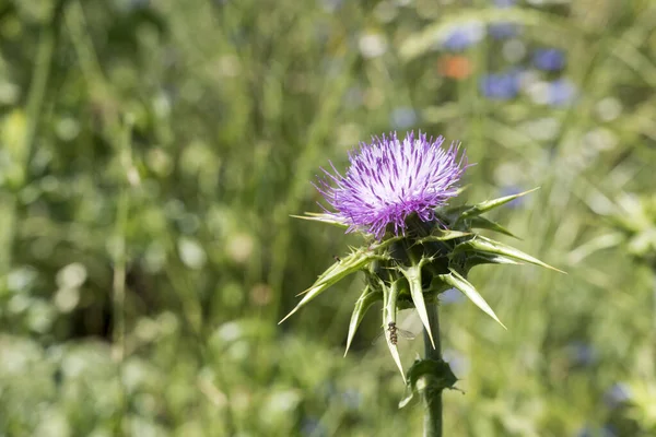 Şehir Parkındaki Çimenlik Alanda Çiçek Açan Kakule Böceklerinin Üzerine Kapanış — Stok fotoğraf