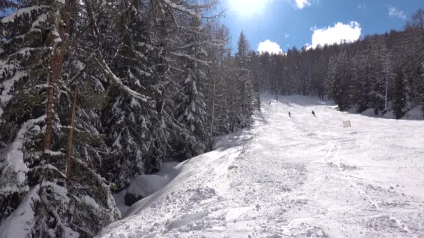 Declive Esqui Chiesa Valmalenco Alpes Italianos Através Floresta Nevada Fresca Vídeo De Stock Royalty-Free