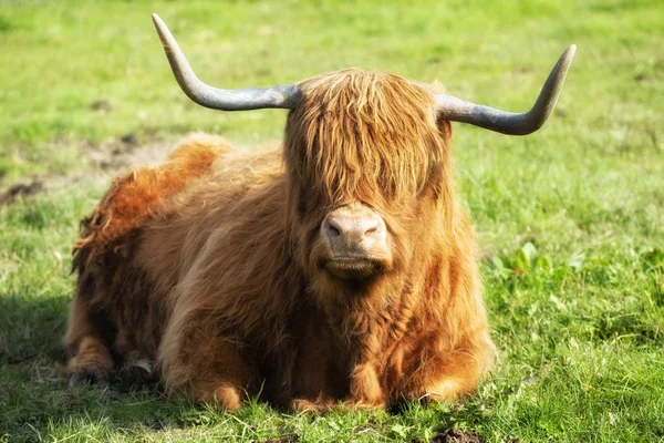 Vache écossaise des Highlands — Photo
