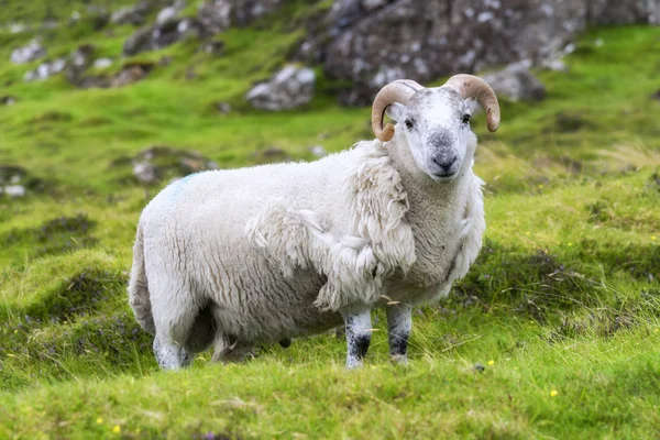 Pastoreio de ovinos escoceses, Highlands, Escócia — Fotografia de Stock