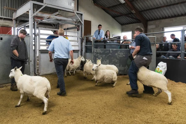 Портри, Шотландия, Великобритания - 26 августа 2019 года: Аукцион ягнят и овец — стоковое фото