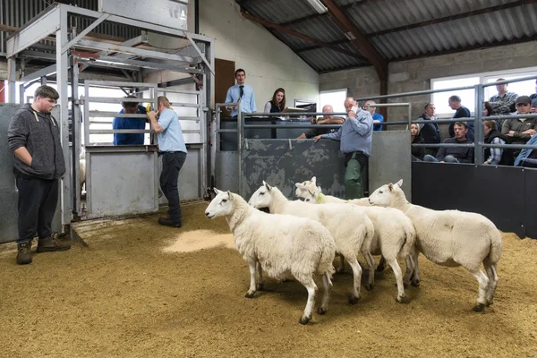 波特里，苏格兰，英国 - 2019年8月26日：羔羊和伊威斯拍卖 — 图库照片