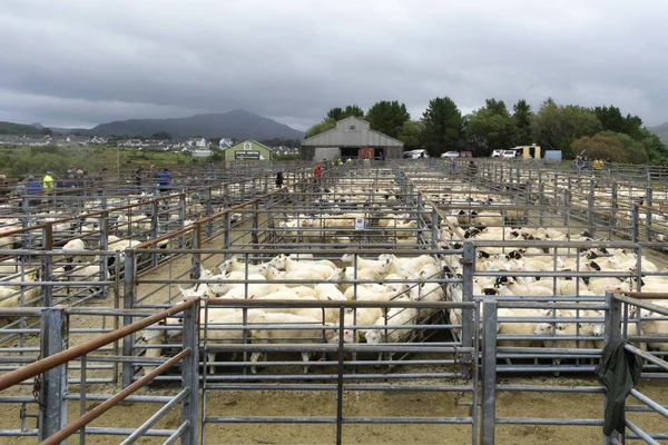 Portree, Skócia, uk-augusztus 26, 2019: bárányok és anyajurok árverés — Stock Fotó