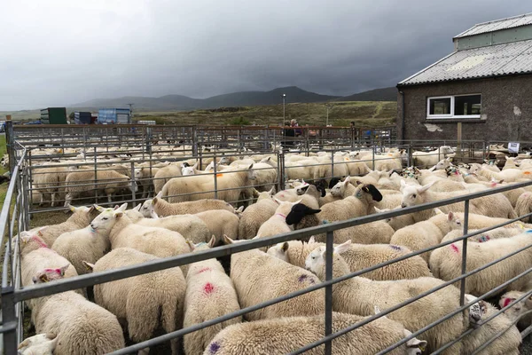 Portree, Szkocja, Wielka Brytania-26 sierpnia 2019: aukcja jagnien i owiec Obrazek Stockowy