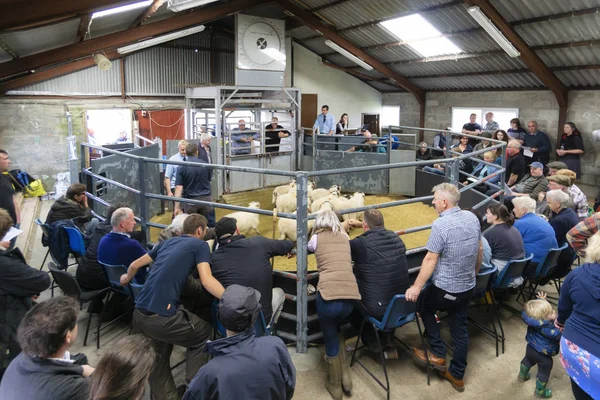 Portree, Szkocja, Wielka Brytania-26 sierpnia 2019: aukcja jagnien i owiec Obrazek Stockowy