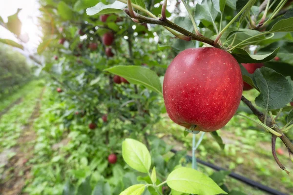 Czerwony jabłkowy Sad jesienią Zdjęcie Stockowe