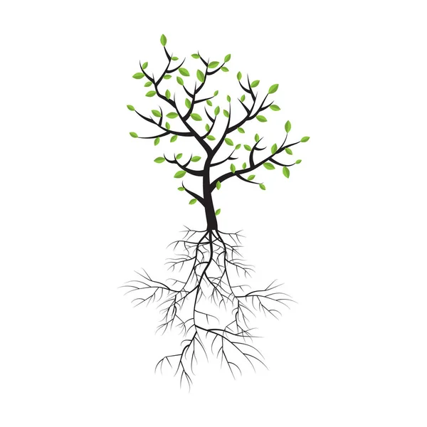 春木で、根と葉 — ストックベクタ