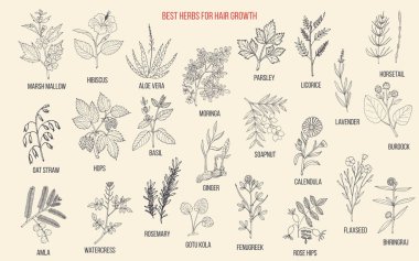 Best medicinal herbs for hair growth clipart