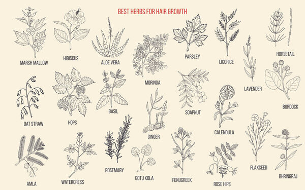 Best medicinal herbs for hair growth
