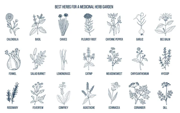Лучшие травы для выращивания в вашем медицинском саду — стоковый вектор