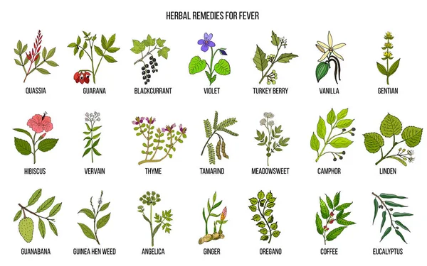 Las mejores hierbas medicinales para la fiebre — Archivo Imágenes Vectoriales