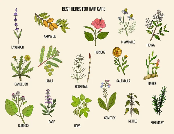 Meilleures herbes médicinales pour les soins capillaires — Image vectorielle