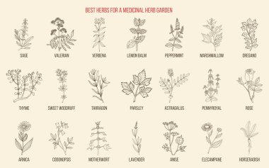Best herbs for a medicinal garden clipart