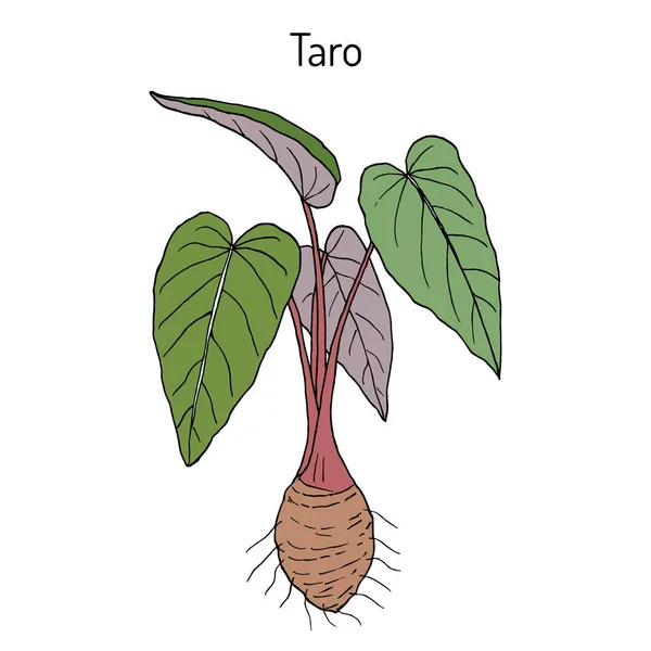 Taro colocasia esculenta, planta medicinal — Vector de stock