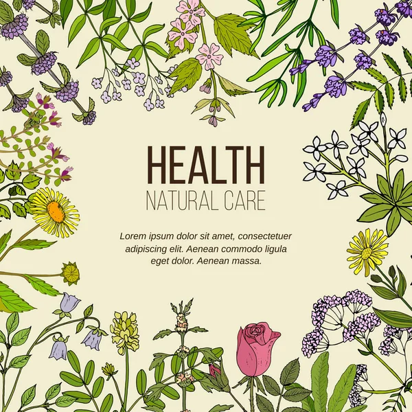 Salud cuidado natural, recolección de hierbas medicinales — Vector de stock