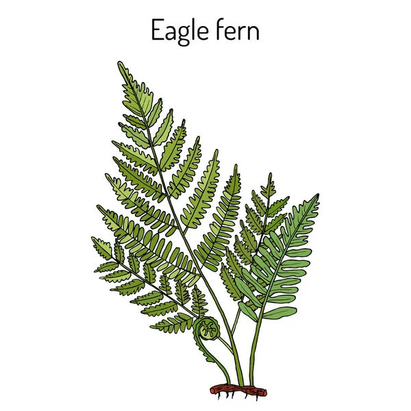 Eagle fern Pteridium aquilinum, medicinal plant. — Stock Vector
