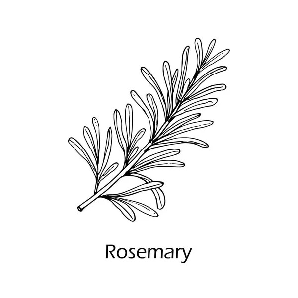 Rosemary, fűszer és orvosi gyógynövény — Stock Vector