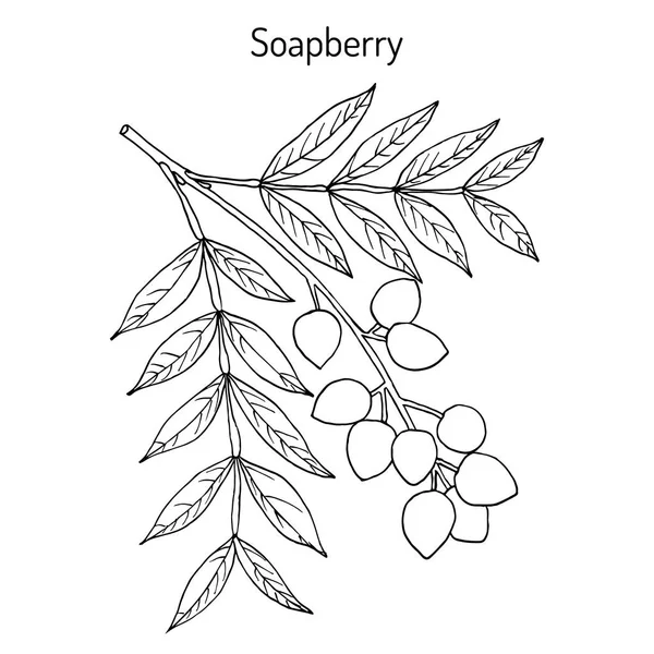 Soapberry Sapindus saponaria, ou jaboncillo, planta medicinal — Vetor de Stock
