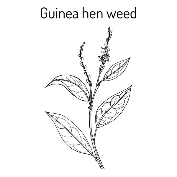 Guinea hierba de gallina Petiveria alliacea, planta medicinal — Vector de stock