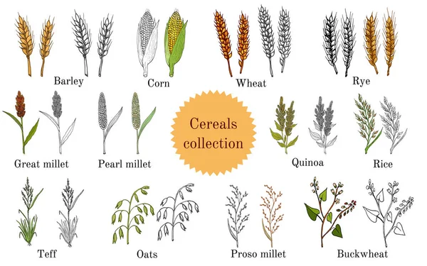 Conjunto de cereales agrícolas culinarios elaborados a mano — Archivo Imágenes Vectoriales
