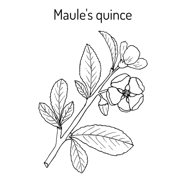 Maule Pigwa Chaenomeles japonica, roślina lecznicza — Wektor stockowy