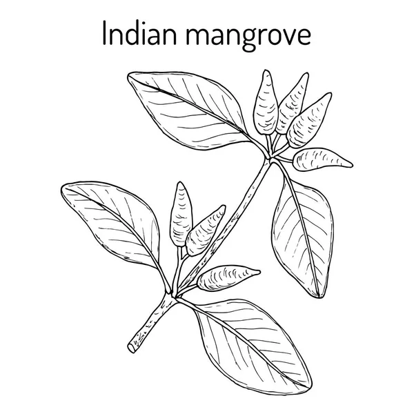 Mangrove indienne Avicennia officinalis, plante médicinale — Image vectorielle